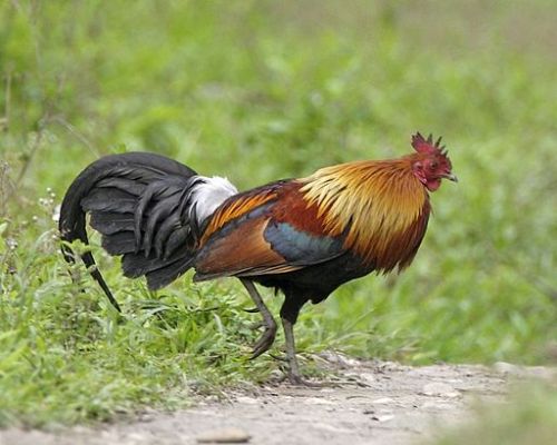 Male Red Junglefowl, in India | Image by Lip Kee Yap