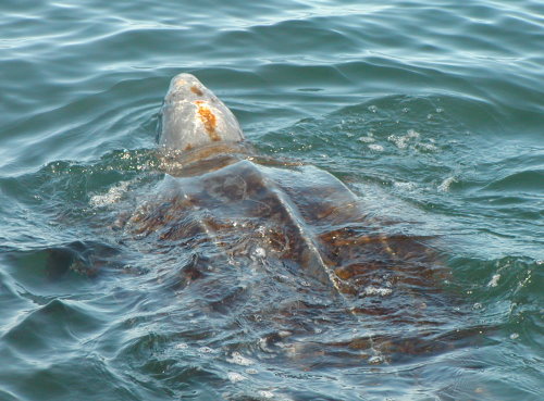 Leatherback sea turtle | Image by Scot R Benson